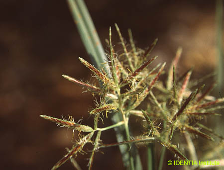 Cyperus rotundus(2)
