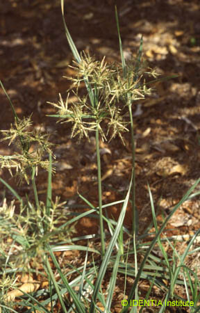 Cyperus rotundus