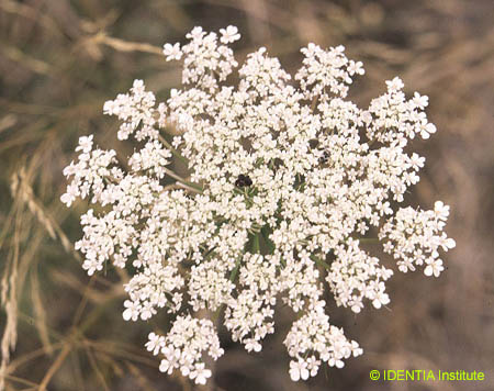 Daucus carota carota
