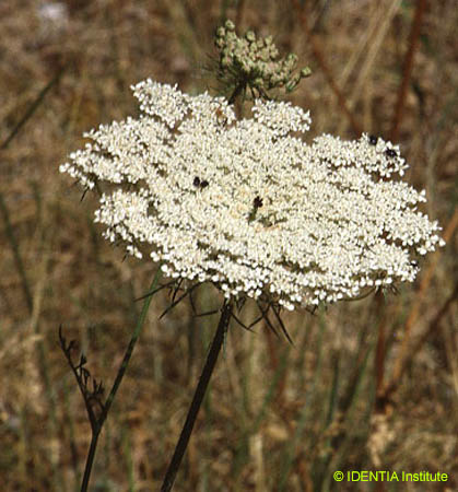 Daucus carota maximus