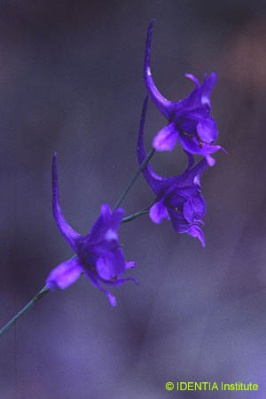 Delphinium gracile(2)