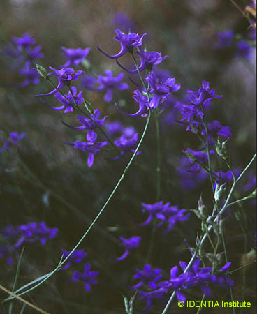 Delphinium gracile