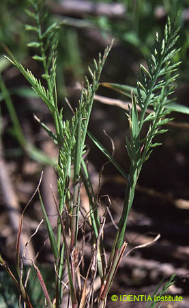 Dezmazeria rigida