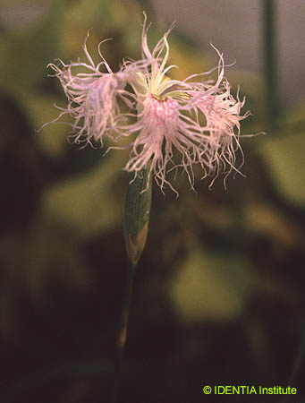 Dianthus broteri valentinus(2)
