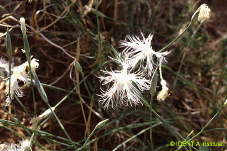 Dianthus broteri valentinus