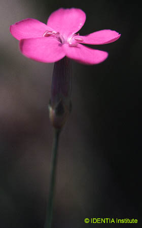 Dianthus hispanicus font-queri 
