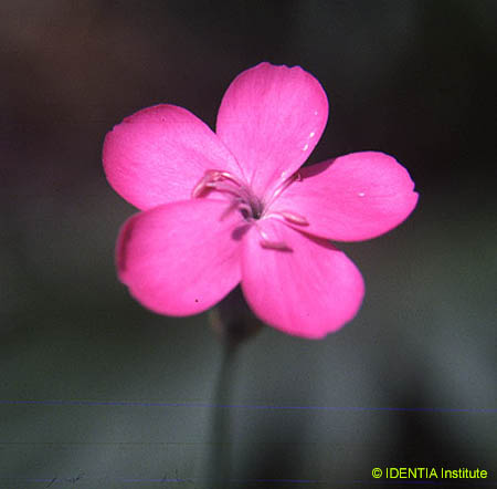 Dianthus hispanicus font-queri(2)