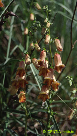 Digitalis obscura