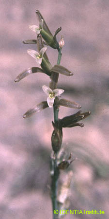 Dipcadi serotinum