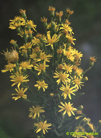 Ditrichia viscosa