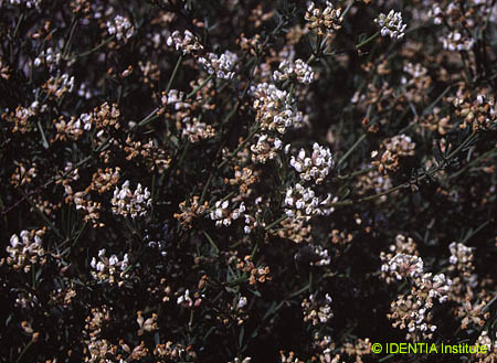 Dorycnium pentaphyllum