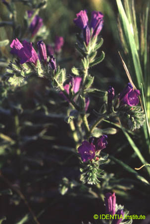 Echium creticum  coincyanum