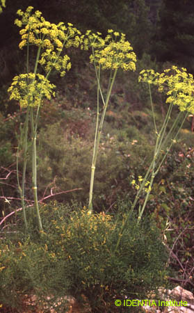 Elaeoselinum tenuifolium 