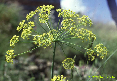 Elaeoselinum tenuifolium(2)