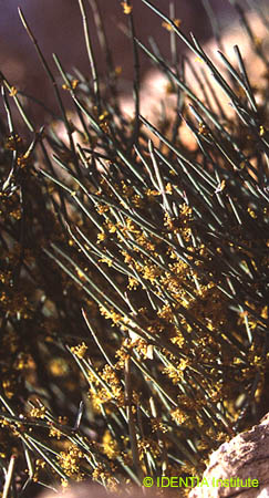 Ephedra fragilis fragilis