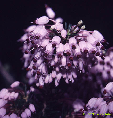 Erica multiflora