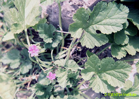 Erodium chium(2)