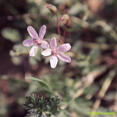 Erodium cicutarium