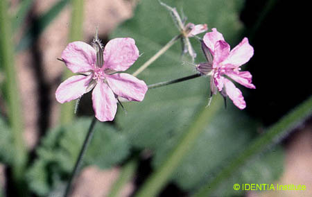 Erodium moschatum(2)