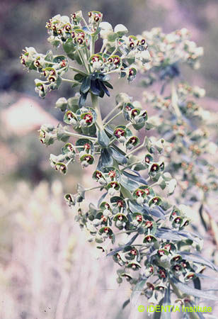 Euphorbia characias(2)