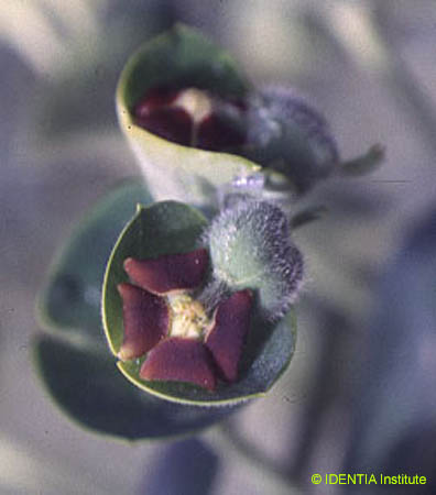Euphorbia characias