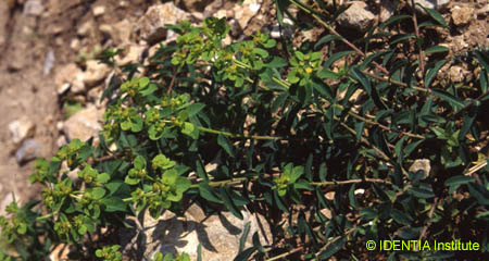 Euphorbia flavicoma(2)