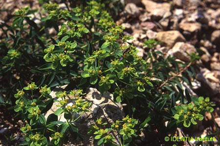 Euphorbia flavicoma(3)