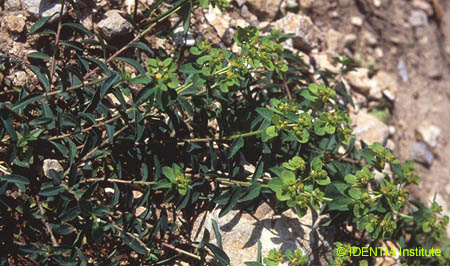 Euphorbia flavicoma
