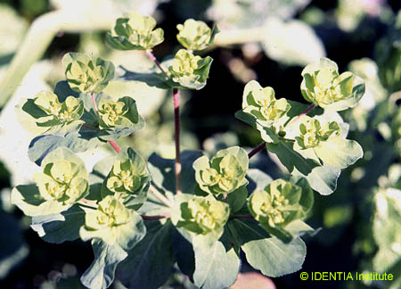 Euphorbia helioscopia(2)