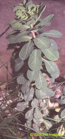 Euphorbia helioscopia