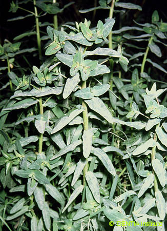 Euphorbia lagascae