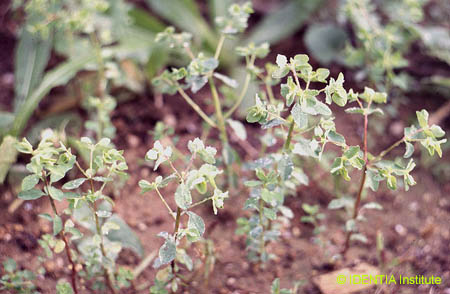 Euphorbia peplus