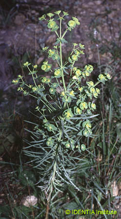 Euphorbia segetalis