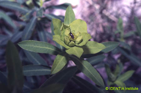 Euphorbia squamigera