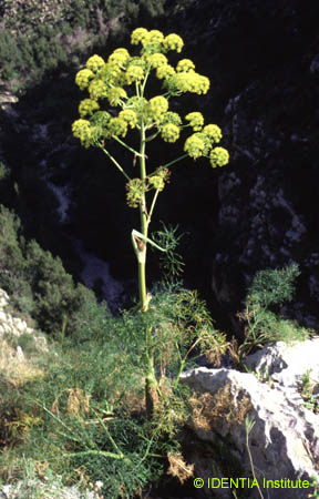 Ferula communis
