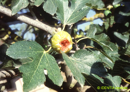 Ficus carica