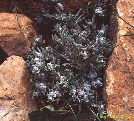 Filago micropodioides