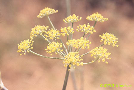 Foeniculum vulgare