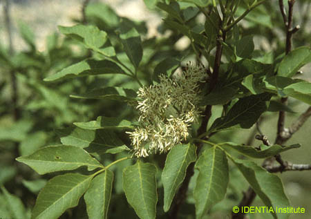 Fraxinus ornus