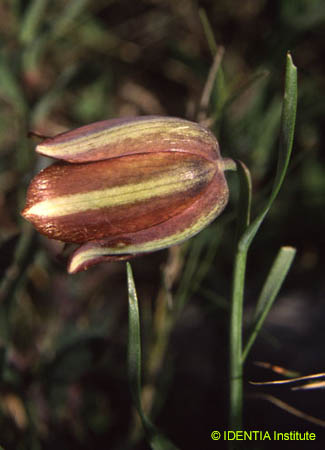 Fritillaria hispanica