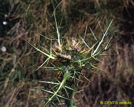 Galactites duriaei(2)