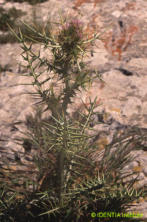Galactites duriaei