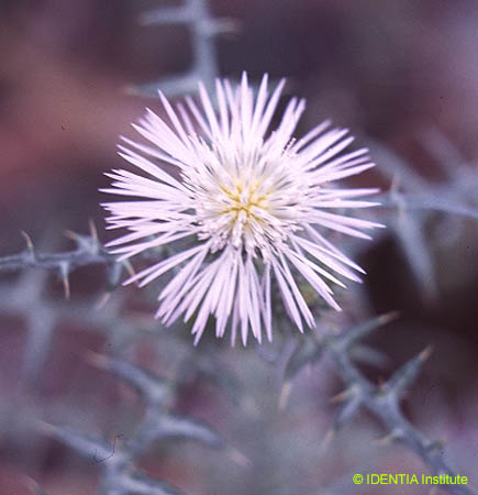 Galactites tomentosa