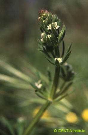 Galium aparine