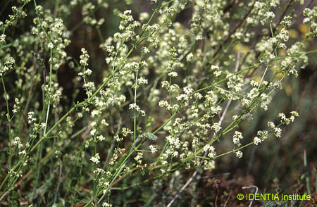 Galium fruticescens(2)