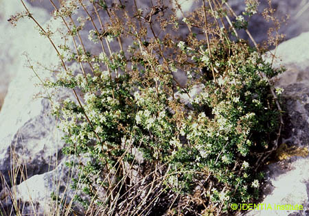 Galium fruticescens