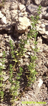 Galium verrucosum