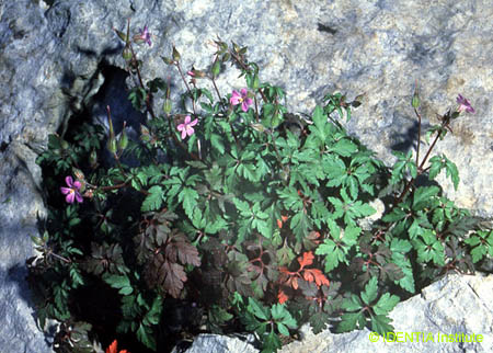 Geranium purpureum