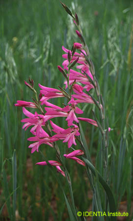 Gladiolus italicus(2)