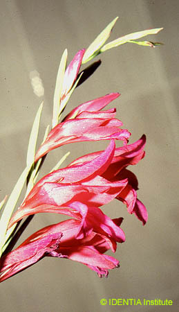 Gladiolus italicus